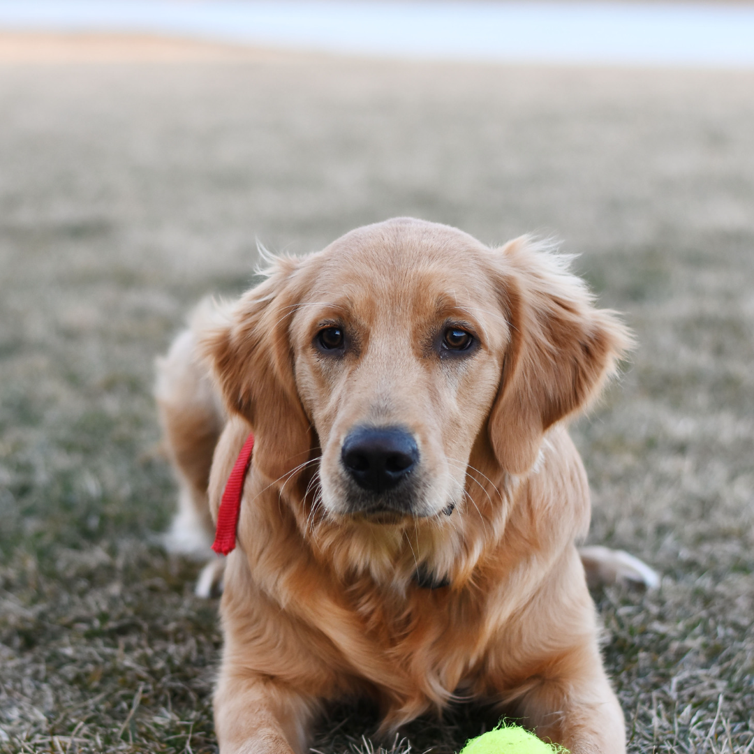 Why Is It Called Pickleball - The origin of the name "pickleball"